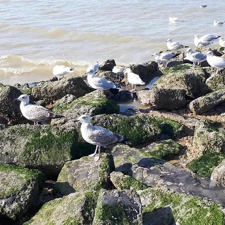 Appartement In Near The Sea Coxyde